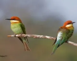Merops leschenaulti