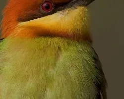 Merops leschenaulti