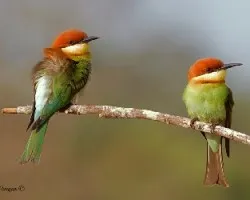 Merops leschenaulti