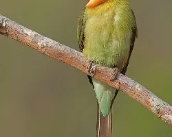 Merops leschenaulti
