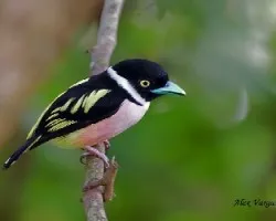 Eurylaimus ochromalus