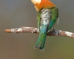 Merops leschenaulti