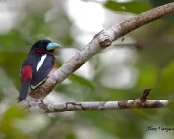 Cymbirhynchus macrorhynchos