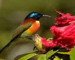 Aethopyga nipalensis
