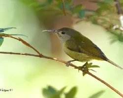 Aethopyga nipalensis