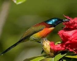 Aethopyga nipalensis