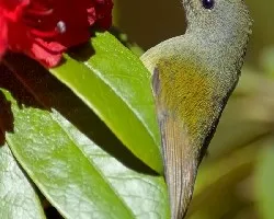 Aethopyga nipalensis