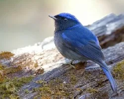 Niltava grandis