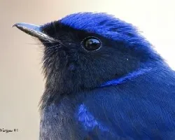 Niltava grandis