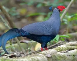 Lophura diardi