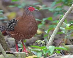Lophura diardi