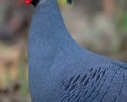 Lophura diardi