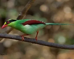 Cissa chinensis