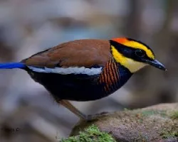 Pitta guajana