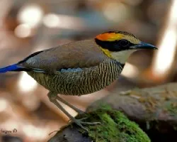Pitta guajana