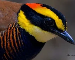 Pitta guajana