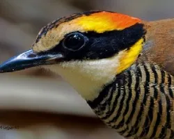 Pitta guajana