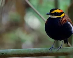 Pitta guajana