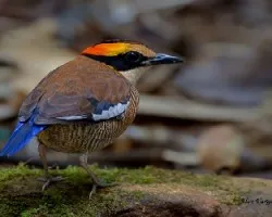 Pitta guajana