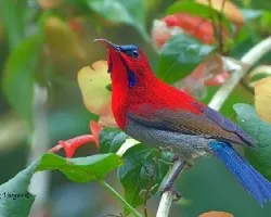 Aethopyga siparaja