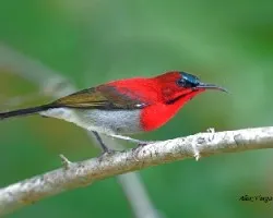 Aethopyga siparaja