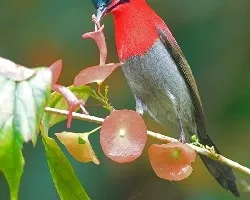 Aethopyga siparaja