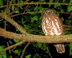 Ninox scutulata