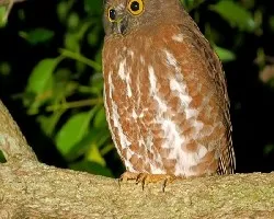 Ninox scutulata