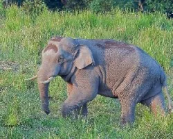 Elephas maximus