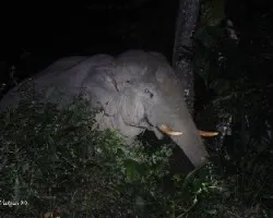 Elephas maximus