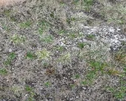 Alfombra Natural