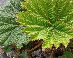 Vegetación Sombrilla de Pobre Volcán Irazú
