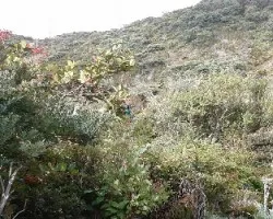 Vegetación en el Volcán Irazú con Sorpresa