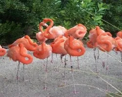 Phoenicopterus ruber