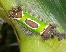 Oruga que Ortiga ( Acharia hyperoche)