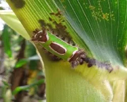 Oruga que Ortiga 3 ( Acharia hyperoche)