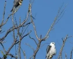 Elanus leucurus