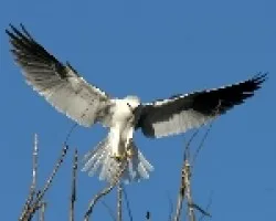 Elanus leucurus