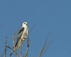 Elanus leucurus