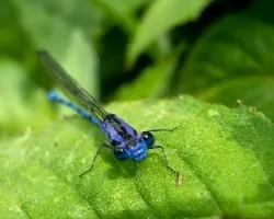 Libelula azul