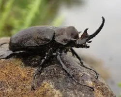 Goliath