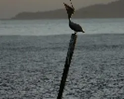 Pelecanus occidentalis
