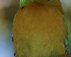Momotus momota