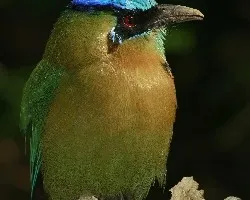 Momotus momota