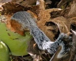 Algo de coco
