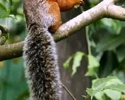 Sciurus variegatoides