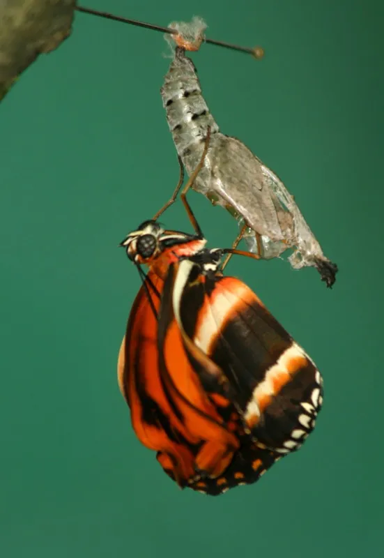 Foto