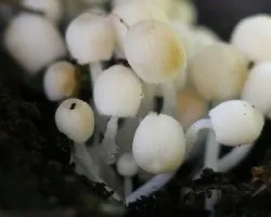 Pequeña pero sigue siendo vida