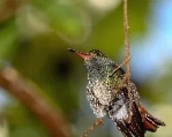 Amazilia tzacatl