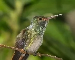 Amazilia tzacatl